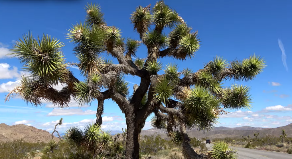 tree in joshua np, road near it, hills far away