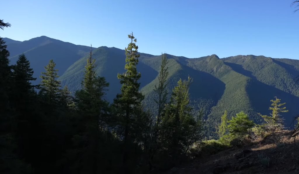 trees, mountains covered with trees, clear bluesky